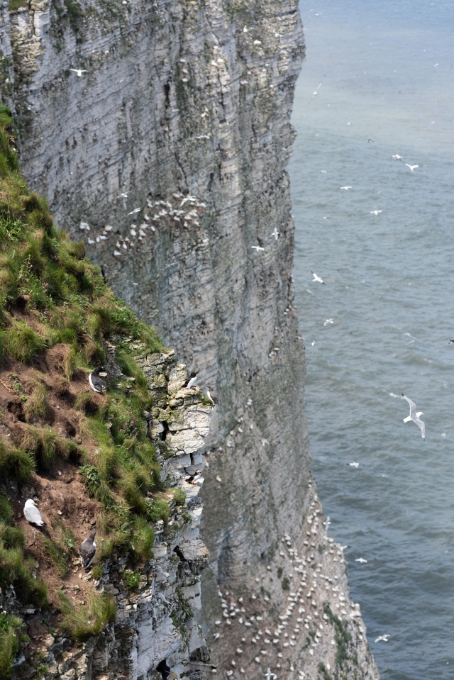 The bird-haunted chalk cliffs of Flamborough Head