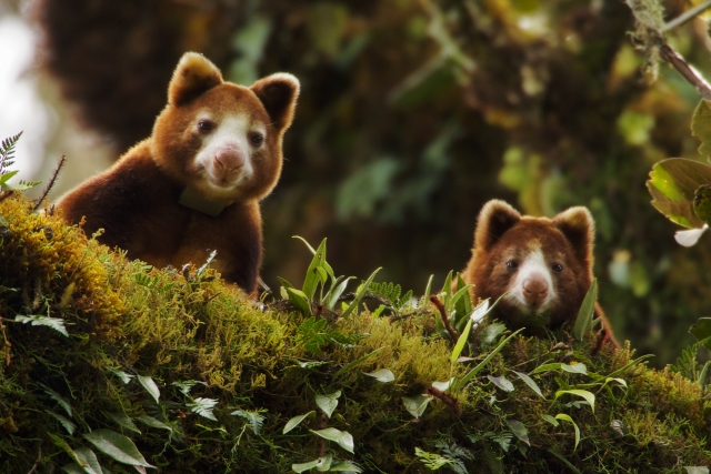 A mother Huon Tree Kangaroo (Dendro lagus matschiel) and her young peer down from a mossy limb
