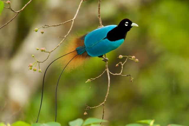 New Guinea Male Blue Bird of Paradise