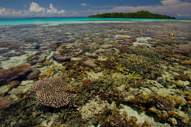 New Guinea, a very low tide reveals a coral reef
