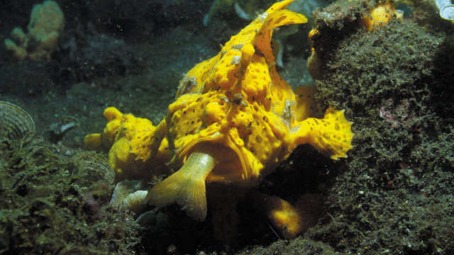 Big Pacific, Frogfish trapping victim in its mouth