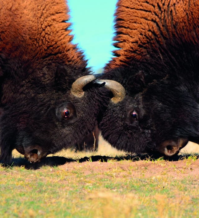 bison facing head to head
