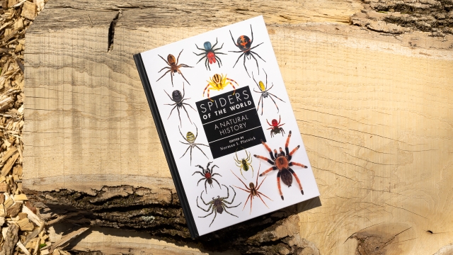 Spiders of the World front cover